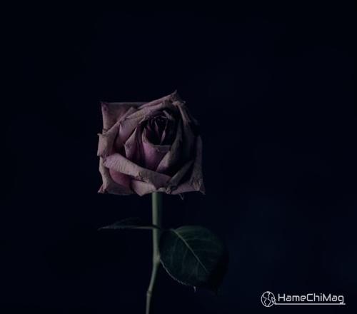 متن غمگین گل رز